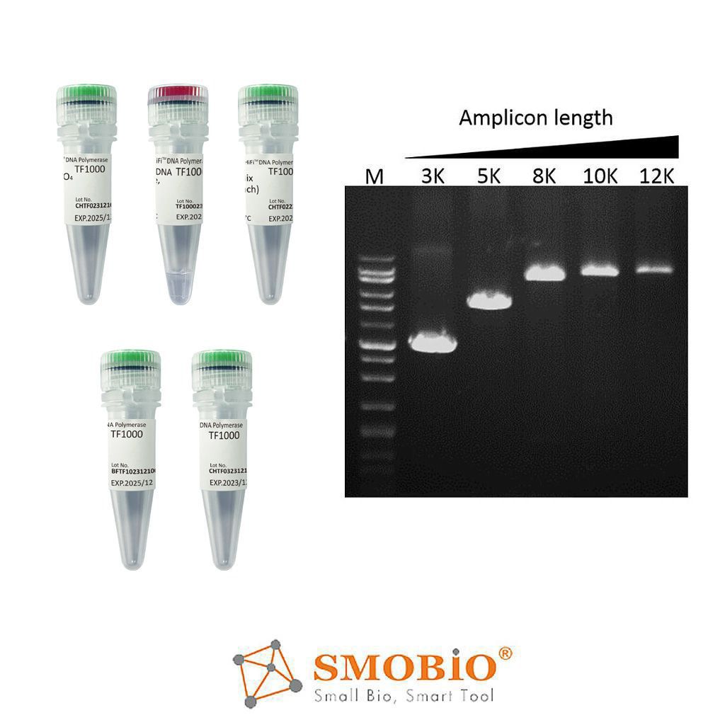 [TF1000] SMO-HiFi™ DNA Polymerase, (1 U/μl, 100 U)