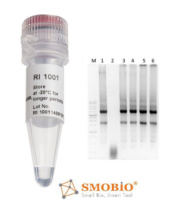 [RI1001] RNAok™ RNase Inhibitor, (20 U/μl, 2000 U) x 5 