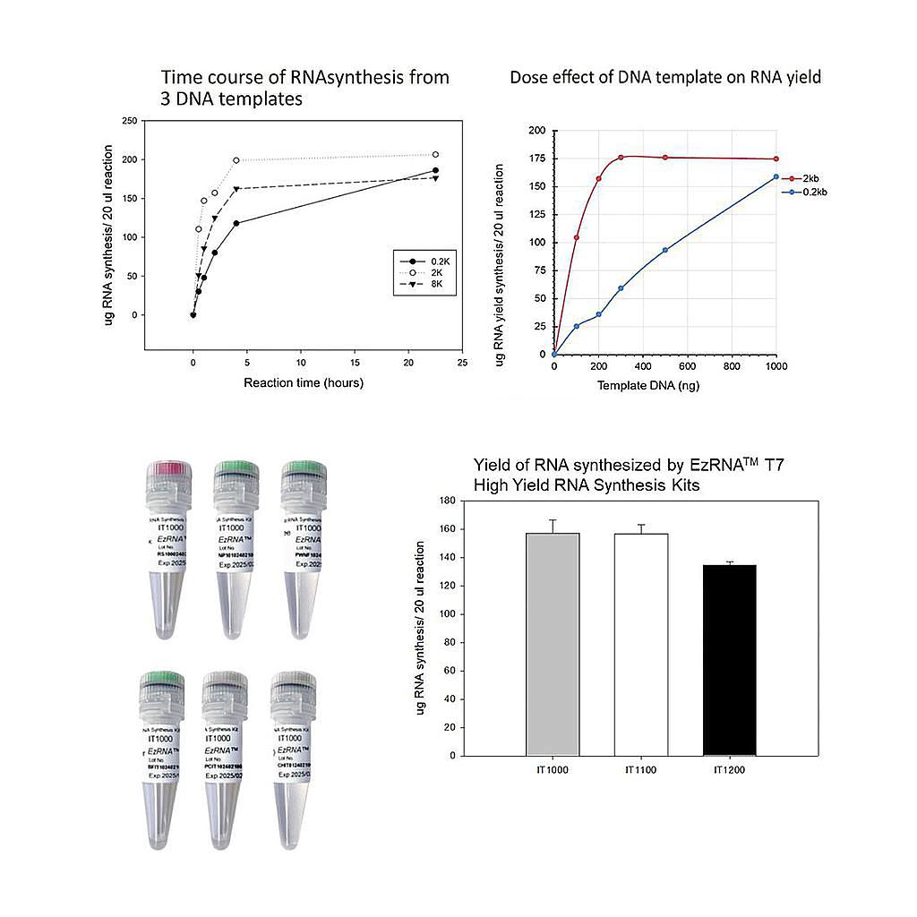 【IT1000】EzRNA™ T7 High Yield RNA Synthesis Kit, 50 RXN