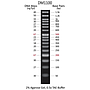 ExcelBand™ 50 bp DNA Ladder, 500 μl