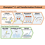 Champion™ E. coli Transformation Kit, 200 RXN