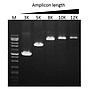 SMO-HiFi™ DNA Polymerase, (1 U/μl, 100 U)