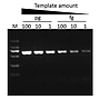 SMO-HiFi™ DNA Polymerase, (1 U/μl, 100 U)