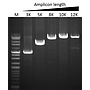 ExcelTaq™ Klen-Taq DNA Polymerase, (5 U/μl, 500 U)