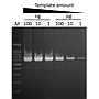 ExcelTaq™ Klen-Taq DNA Polymerase, (5 U/μl, 500 U)