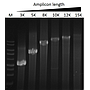 ExcelTaq™ Taq DNA Polymerase, (5 U/μl, 500 U)