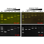 ExcelTaq™ 5X Fluorescent PCR Master Mix, 200 RXN