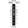 ExcelBand™ 100 bp DNA Ladder, 500 μl