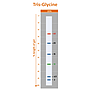 [PM6628] ProMetric™ TriColor Low Range Protein Ladder, 2 to 40 kDa, 250 μl