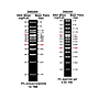 AccuBand™ 100 bp+3K DNA Ladder II, 500 ul
