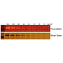 [PS1001] FluoroStain™ Protein Fluorescent Staining Dye (Red, 1,000X), 1 ml x 5