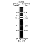 AccuBand™ 100 bp DNA Marker II, 500 μl