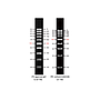 AccuBand™ 100 bp DNA Ladder II, 500 μl
