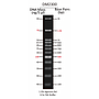 ExcelBand™ 100 bp+3K DNA Ladder, 500 μl