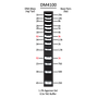 ExcelBand™ XL 25 kb DNA Ladder, Broad Range (up to 25 kb), 500 μl