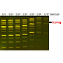 FluoroDye™ DNA Fluorescent Loading Dye (Green, 6X), 1 ml