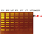 FluoroStain™ DNA Fluorescent Staining Dye (Green, 10,000X), 500 μl
