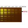FluoroVue™ Nucleic Acid Gel Stain (10,000X), 500 μl