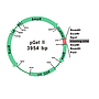 [CV1100] GetClone™ PCR Cloning Vector II, 20 RXN