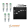 [TF1000] SMO-HiFi™ DNA Polymerase, 1 U/μl, 100 U